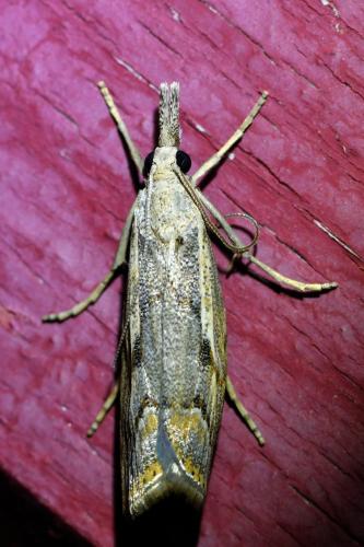 Réf. 348 209 : Agriphila geniculea